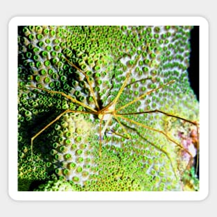 Arrow Crab on Green Star Coral Sticker